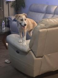 Found/Stray Male Dog last seen TCU rusty knickle , Fort Worth, TX 76110