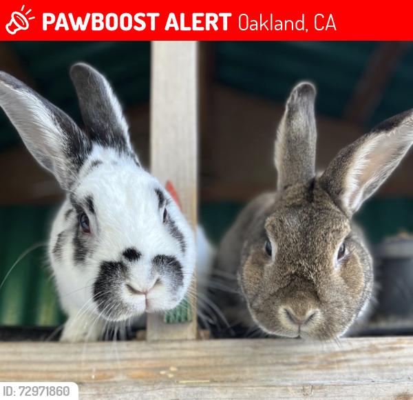 Lost Male Rabbit last seen Romany rd and Golden Gate Ave. Oakland , Oakland, CA 94618