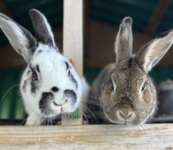 Lost Male Rabbit last seen Romany rd and Golden Gate Ave. Oakland , Oakland, CA 94618