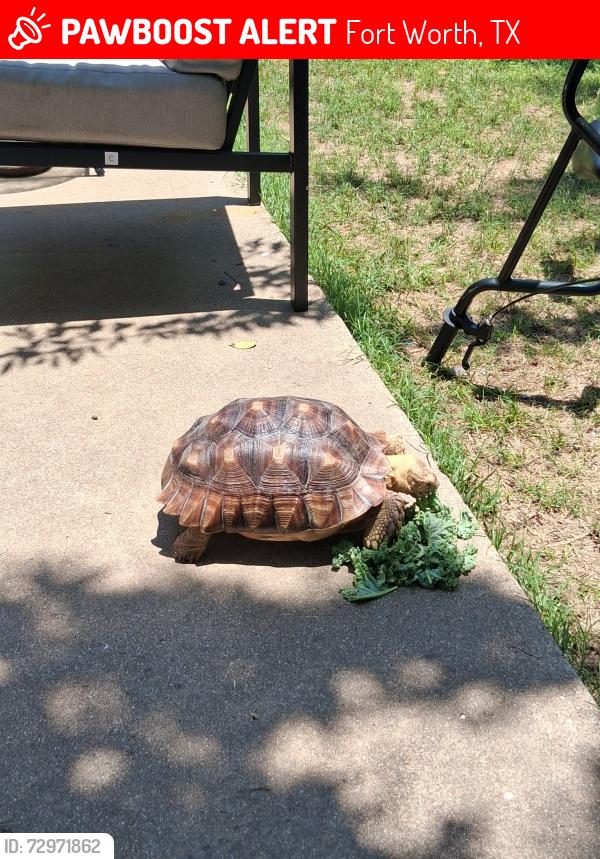 Lost Unknown Reptile last seen Widgeon and Old Benbrook Rd, Fort Worth, TX 76116