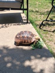 Lost Unknown Reptile last seen Widgeon and Old Benbrook Rd, Fort Worth, TX 76116