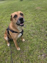 Found/Stray Male Dog last seen Ellard road , Coalburg, AL 35068