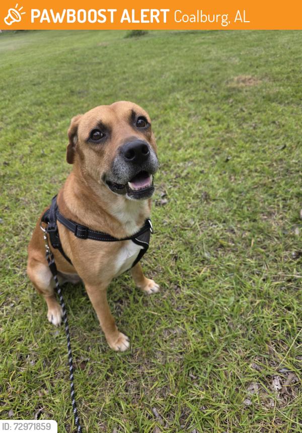 Found/Stray Male Dog last seen Ellard road , Coalburg, AL 35068