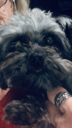 Reunited Male Dog last seen Coronado and Barlington, Spring Hill, FL 34609