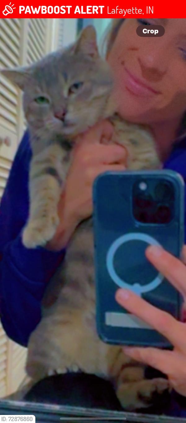 Lost Male Cat last seen Archway and Roce drive , Lafayette, IN 47909