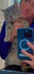 Lost Male Cat last seen Archway and Roce drive, Lafayette, IN 47909