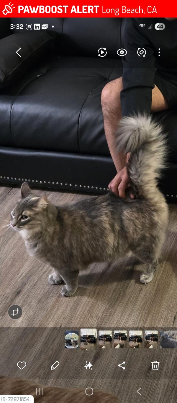 Lost Female Cat last seen Orange Ave and 71st St, Long Beach, CA 90805