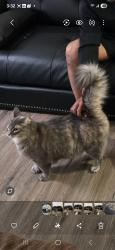 Lost Female Cat last seen Orange Ave and 71st St, Long Beach, CA 90805