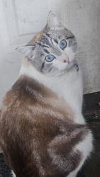 Lost Male Cat last seen Near and 54a avenue , Langley, BC V3A 6R5