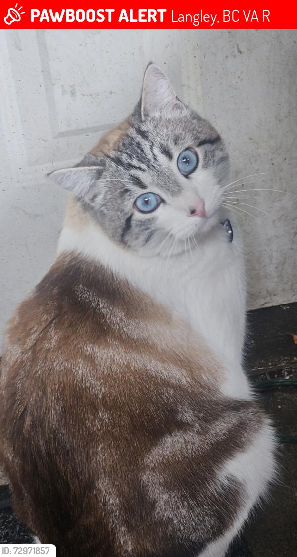 Lost Male Cat last seen Near and 54a avenue , Langley, BC V3A 6R5