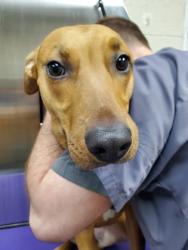 Shelter Stray Female Dog last seen Mount Pleasant, SC 29464, North Charleston, SC 29406
