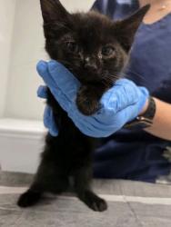 Shelter Stray Male Cat last seen Moncks Corner, SC 29461, North Charleston, SC 29406