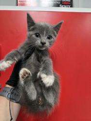 Shelter Stray Female Cat last seen Moncks Corner, SC 29461, North Charleston, SC 29406