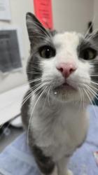 Shelter Stray Male Cat last seen Rancho Cordova, CA 95827, Sacramento, CA 95828