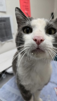 Shelter Stray Male Cat last seen Rancho Cordova, CA 95827, Sacramento, CA 95828