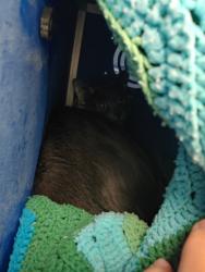 Shelter Stray Unknown Cat last seen Eau Claire, WI 54703, Eau Claire, WI 54701