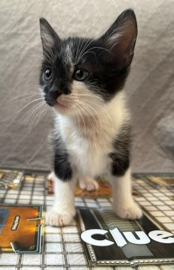 Shelter Stray Female Cat last seen Near Connie Lee DR, New Bern, NC, 1639 Old Airport Rd, New Bern, NC 28562, USA