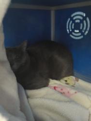 Shelter Stray Unknown Cat last seen Eau Claire, WI 54703, Eau Claire, WI 54701