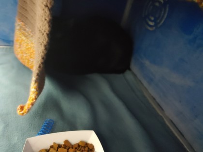 Shelter Stray Unknown Cat last seen Eau Claire, WI 54703, Eau Claire, WI 54701