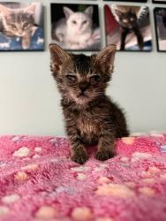 Shelter Stray Female Cat last seen Craven County, NC 28560, New Bern, NC 28562