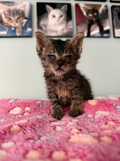Shelter Stray Female Cat last seen Craven County, NC 28560, New Bern, NC 28562