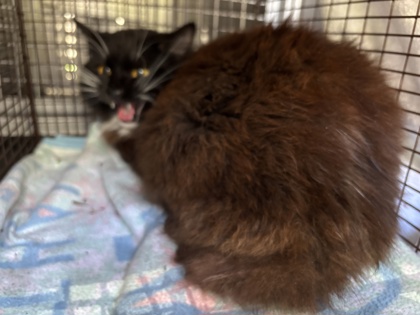 Shelter Stray Male Cat last seen Seattle, WA 98103, Seattle, WA 98119