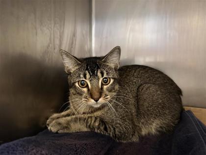 Shelter Stray Male Cat last seen Leander, TX 78641, Georgetown, TX 78626