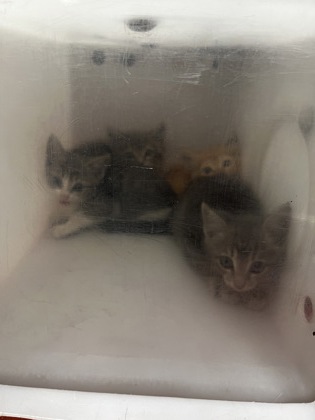 Shelter Stray Unknown Cat last seen DeSoto, TX 75115, Cedar Hill, TX 75104