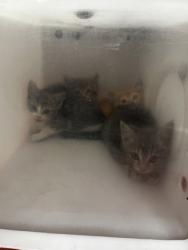 Shelter Stray Unknown Cat last seen DeSoto, TX 75115, Cedar Hill, TX 75104