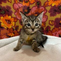 Shelter Stray Female Cat last seen Brazos County, TX 77830, Bryan, TX 77807