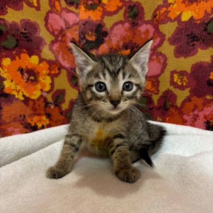 Shelter Stray Female Cat last seen Brazos County, TX 77830, Bryan, TX 77807