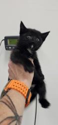Shelter Stray Female Cat last seen Near carrollton, 21223, MD, Baltimore, MD 21230