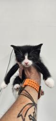 Shelter Stray Male Cat last seen Near carrollton, 21223, MD, Baltimore, MD 21230