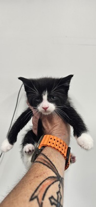 Shelter Stray Male Cat last seen Near carrollton, 21223, MD, Baltimore, MD 21230