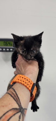 Shelter Stray Female Cat last seen Near carrollton, 21223, MD, Baltimore, MD 21230