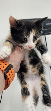 Shelter Stray Female Cat last seen Near carrollton, 21223, MD, Baltimore, MD 21230