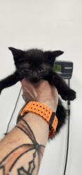 Shelter Stray Male Cat last seen Near carrollton, 21223, MD, Baltimore, MD 21230