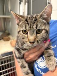Shelter Stray Male Cat last seen Near W Pratt St, 21223, MD, Baltimore, MD 21230