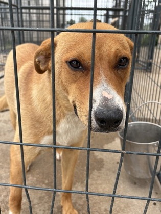 Shelter Stray Female Dog last seen Near w Henderson, District 2 - West Cleburne, TX, 2375 Service Dr, Cleburne, TX 76033, USA