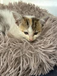 Shelter Stray Female Cat last seen Nolan River/Harlin, District 4 - South Cleburne, TX, 2375 Service Dr, Cleburne, TX 76033, USA