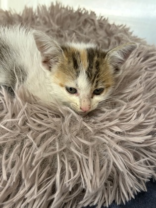 Shelter Stray Female Cat last seen Nolan River/Harlin, District 4 - South Cleburne, TX, 2375 Service Dr, Cleburne, TX 76033, USA
