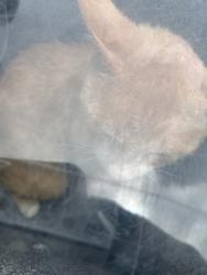 Shelter Stray Male Cat last seen , TX , Fort Worth, TX 76119