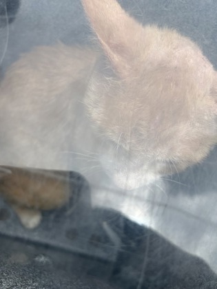 Shelter Stray Male Cat last seen , TX , Fort Worth, TX 76119