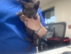Shelter Stray Female Cat last seen Fort Worth, TX 76105, Fort Worth, TX 76119