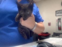 Shelter Stray Male Cat last seen Fort Worth, TX 76105, Fort Worth, TX 76119