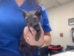 Shelter Stray Male Cat last seen Fort Worth, TX 76105, Fort Worth, TX 76119
