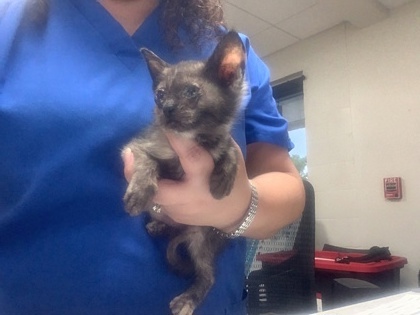 Shelter Stray Female Cat last seen Fort Worth, TX 76105, Fort Worth, TX 76119