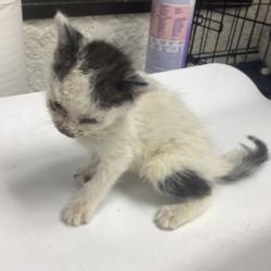 Shelter Stray Female Cat last seen Fort Worth, TX 76112, Fort Worth, TX 76119