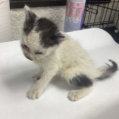Shelter Stray Female Cat last seen Fort Worth, TX 76112, Fort Worth, TX 76119
