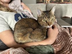 Lost Female Cat last seen Near West apmts , Charleston, SC 29414